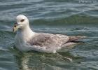 550-bempton-010617-fulmar