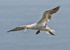 MG 4045-gannet-bempton