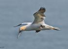 MG 4049-gannet-bempton