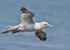 MG 4110-gannet-bempton