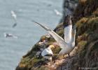 MG 4158-gannet-bempton