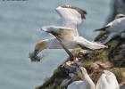 MG 4225-gannet-bempton