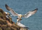 MG 4254-gannet-bempton