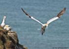 MG 4300-gannet-bempton