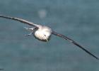 MG 4325-fulmar-bempton