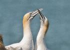 MG 4362-gannet-bempton