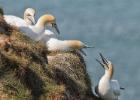 MG 4379-gannet-bempton