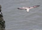 bempton 080417 fulmer 0358