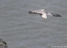 bempton 080417 fulmer 0359