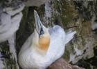 bempton 080417 gannet 0003