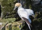 bempton 080417 gannet 0084