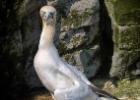 bempton 080417 gannet 0093