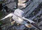 bempton 080417 gannet 0107