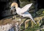 bempton 080417 gannet 0111