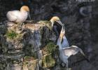 bempton 080417 gannet 0136