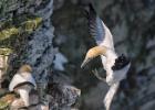 bempton 080417 gannet 0151