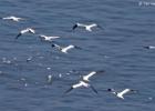 bempton 080417 gannet 0166