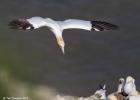 bempton 080417 gannet 0181