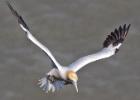 bempton 080417 gannet 0194