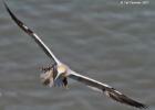 bempton 080417 gannet 0201