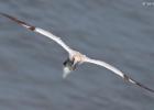 bempton 080417 gannet 0212