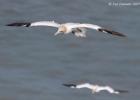 bempton 080417 gannet 0217