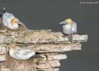 bempton 080417 gannet 0226