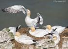 bempton 080417 gannet 0231