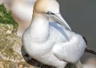 bempton 080417 gannet 0255