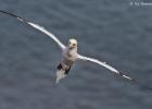 bempton 080417 gannet 0262