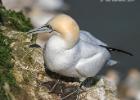 bempton 080417 gannet 0277