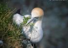 bempton 080417 gannet 0289