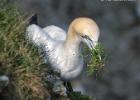 bempton 080417 gannet 0294