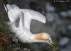 bempton 080417 gannet 0300