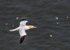 bempton 080417 gannet 0301