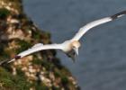 bempton 080417 gannet 0302