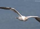 bempton 080417 gannet 0303