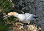 bempton 080417 gannet 0312