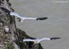 bempton 080417 gannet 0333