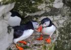 bempton 080417 puffin 0017