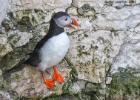 bempton 080417 puffin 0034