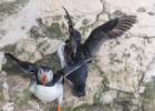 bempton 080417 puffin 0042