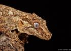 MG 1860  gargoyle gecko