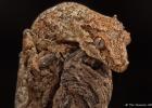 MG 1868  gargoyle gecko