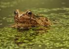 MG 1876  common frog