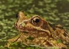 MG 1879  common frog