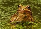 MG 1882  common frog