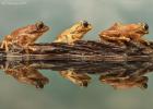 MG 1987  peacock tree frog