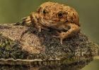 MG 1995  common toad