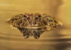 MG 2004  ornate horned frog